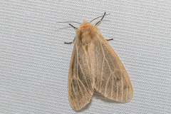 Lemyra