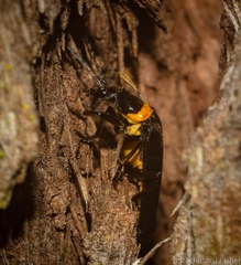 Chauliognathus lugubris