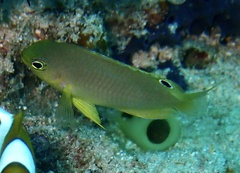 Pomacentrus amboinensis