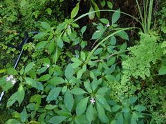 Impatiens hochstetteri