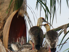 Theristicus caudatus