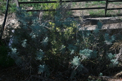 Artemisia arborescens