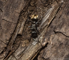 Polyrhachis mjobergi