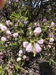 Melaleuca decussata