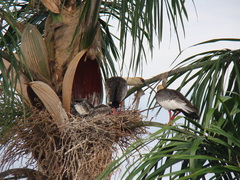 Theristicus caudatus