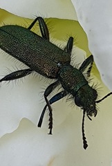 Cleroidea