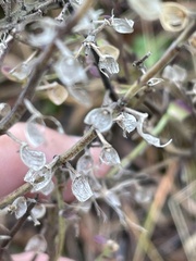 Scutellaria integrifolia
