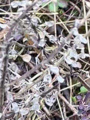 Scutellaria integrifolia