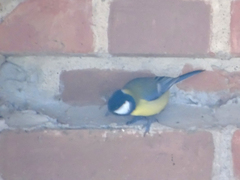 Parus major
