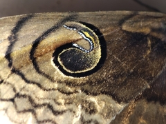 Spirama