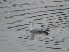Chroicocephalus ridibundus