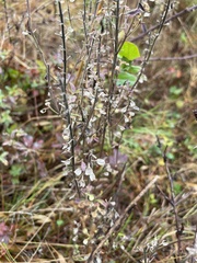Scutellaria integrifolia