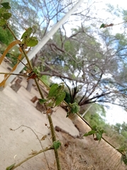 Herissantia tiubae