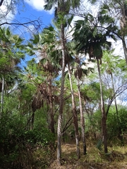 Copernicia prunifera