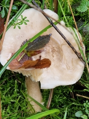 Ampulloclitocybe