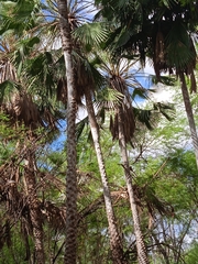 Copernicia prunifera