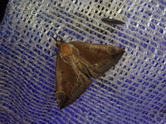 Bomolocha nigrobasalis