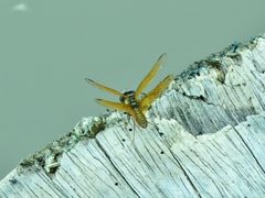 Perithemis parzefalli