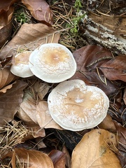 Clitocybe phyllophila