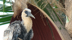 Theristicus caudatus