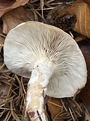 Clitocybe phyllophila