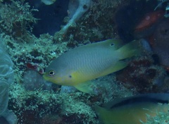 Pomacentrus amboinensis