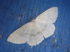 Cyclophora albipunctata