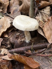 Clitocybe phyllophila