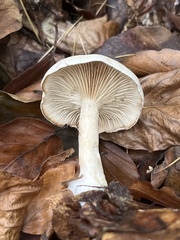 Clitocybe phyllophila