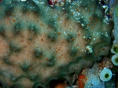 Ircinia colossa