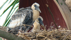 Theristicus caudatus