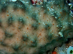 Ircinia colossa