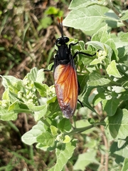 Protomydas rubidapex