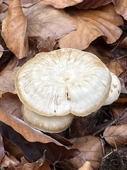 Clitocybe metachroa