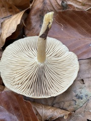 Clitocybe metachroa