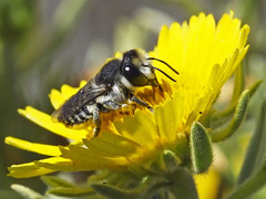 Megachile canariensis