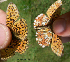 Boloria euphrosyne