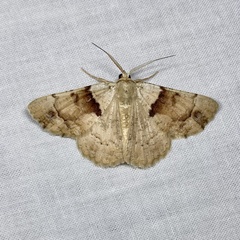 Aeolochroma melaleucae