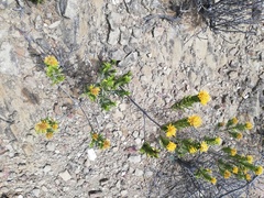 Pteronia fasciculata