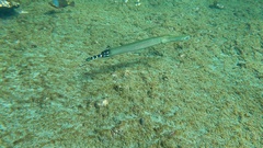 Aulostomus strigosus