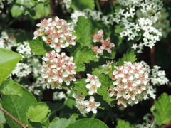 Physocarpus monogynus