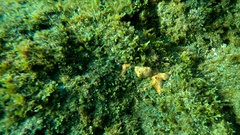 Hemimycale columella