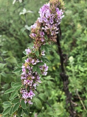 Lespedeza stuevei