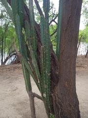 Cereus jamacaru