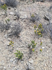 Pteronia fasciculata