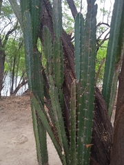 Cereus jamacaru