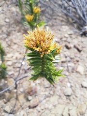 Pteronia fasciculata