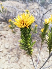 Pteronia fasciculata