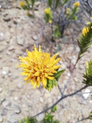 Pteronia fasciculata