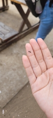 Camponotus